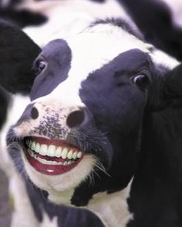 Healthy Udders